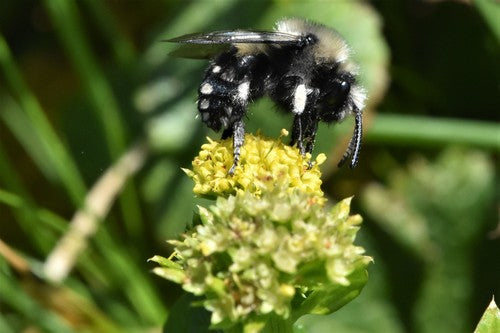 Bienen — Bild 5 von 51