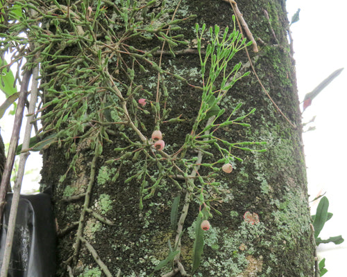 Binsenkaktus — Bild 3 von 3
