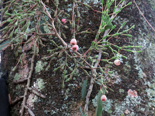Binsenkaktus — Bild 2 von 3