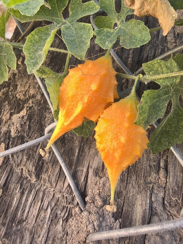 Bittermelone — Bild 3 von 10
