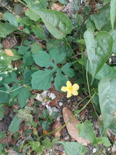 Bittermelone — Bild 4 von 10