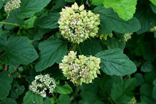 Blasenspiere — Bild 5