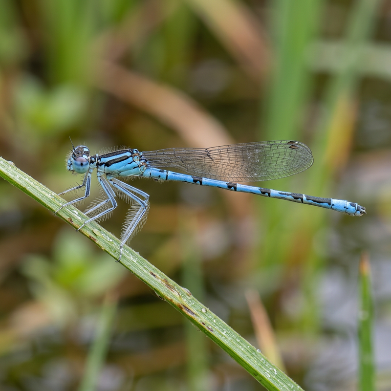 Blaue Federlibelle