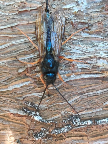 Blaue Fichtenholzwespe — Bild 5