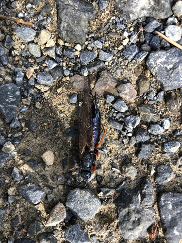Blaue Fichtenholzwespe — Bild 3