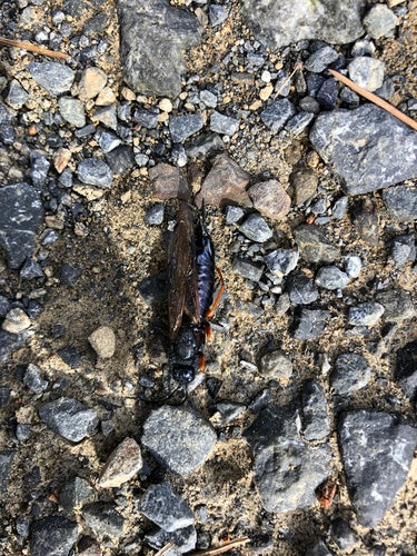 Blaue Fichtenholzwespe — Bild 2