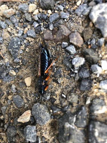 Blaue Fichtenholzwespe — Bild 1