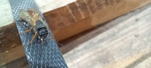 Blaue Kiefernholzwespe — Bild 5 von 46