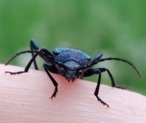 Blauer Scheibenbock — Bild 5