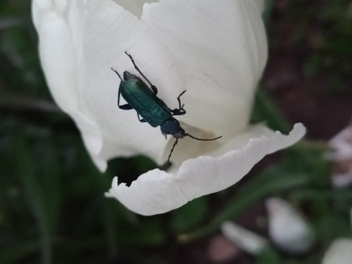 Blauer Scheibenbock — Bild 4