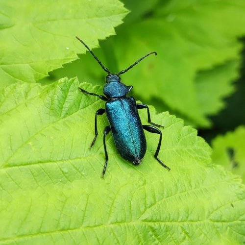 Blauer Scheibenbock — Bild 2