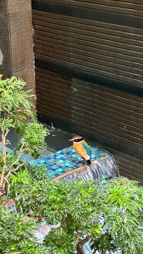Blauflügelpitta — Bild 1