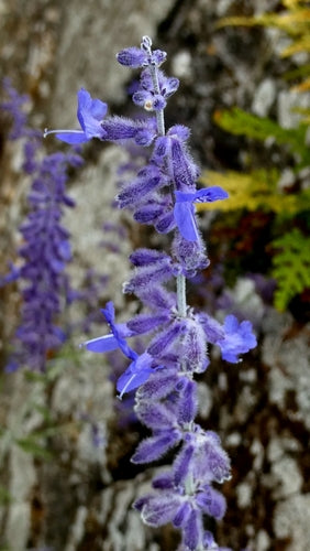 Blauraute — Bild 3