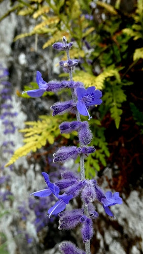 Blauraute — Bild 4