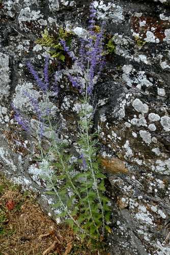 Blauraute — Bild 5