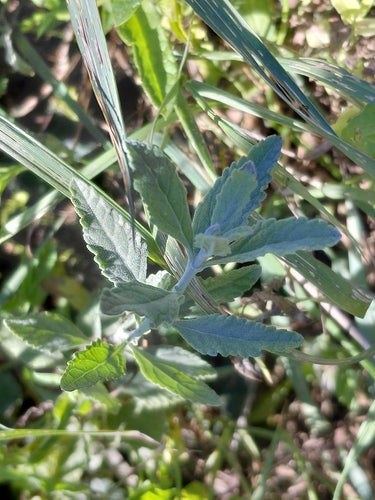 Blauraute — Bild 4 von 6