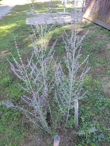Blauraute — Bild 5 von 6