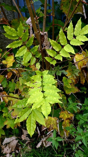 Blauregen — Bild 3