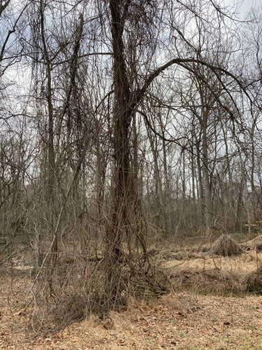 Blauregen — Bild 4