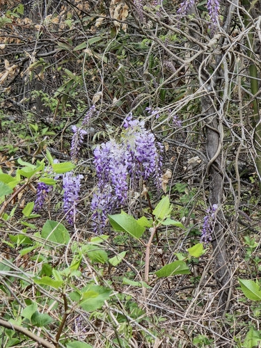 Blauregen — Bild 2