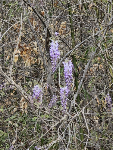 Blauregen — Bild 1