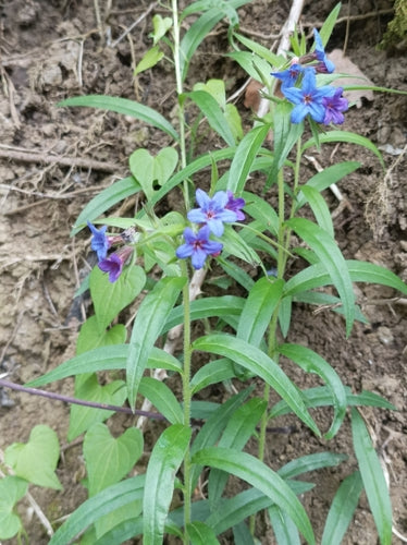 Blauroter Steinsame — Bild 5 von 8