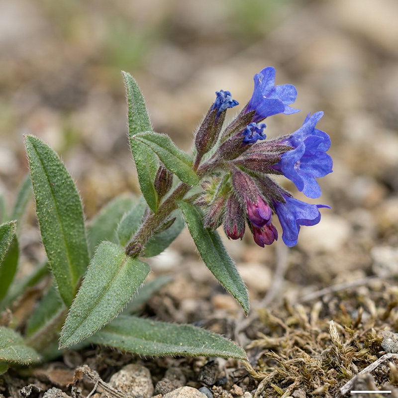 Blauroter Steinsame