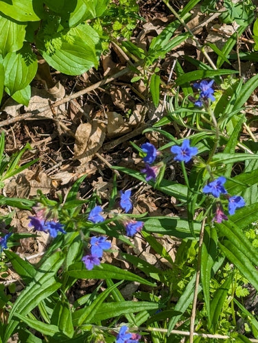Blauroter Steinsame — Bild 2 von 8