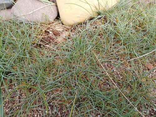 Blauschwingel — Bild 4 von 4