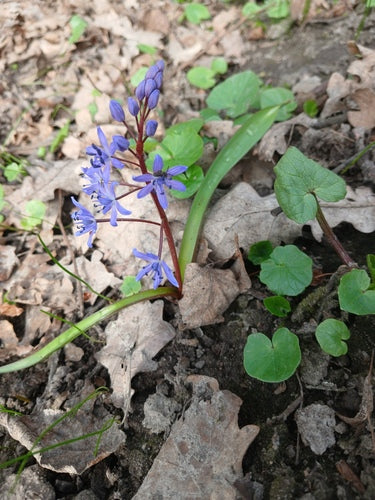 Blaustern — Bild 5 von 43