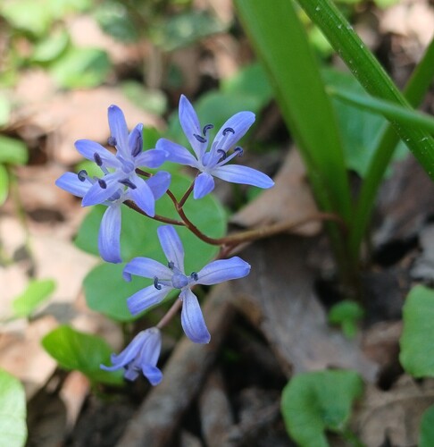 Blaustern — Bild 3 von 43