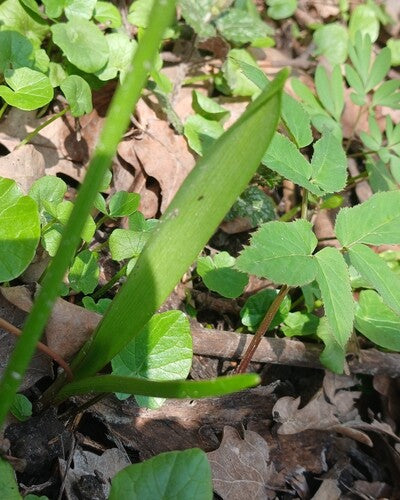 Blaustern — Bild 2