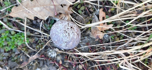Blei-Stäubling — Bild 5 von 10