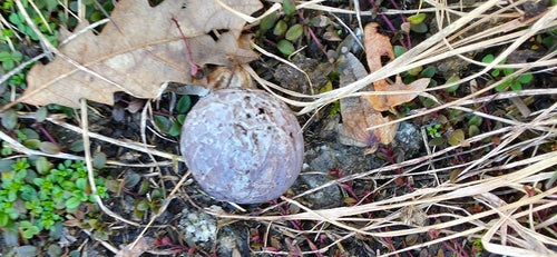 Blei-Stäubling — Bild 4 von 10