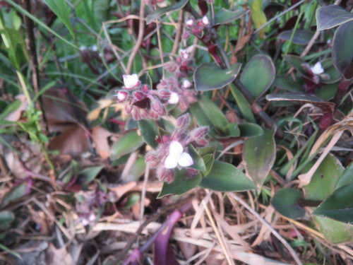 Blossfelds Dreimasterblume — Bild 2