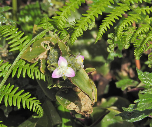 Blossfelds Dreimasterblume — Bild 1