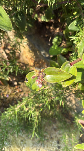 Blossfelds Dreimasterblume — Bild 2 von 6