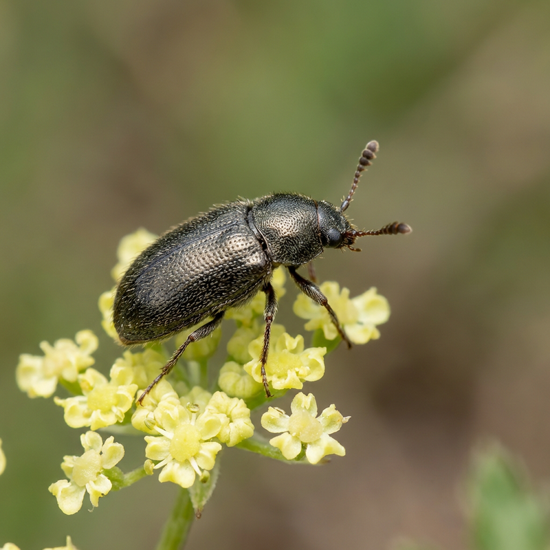 Blütenkäfer