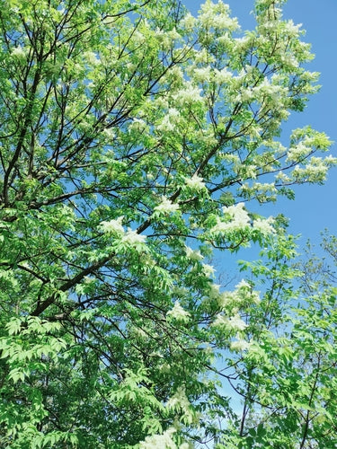 Blumen-Esche — Bild 4