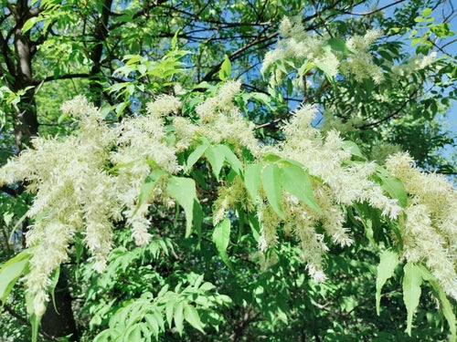 Blumen-Esche — Bild 3