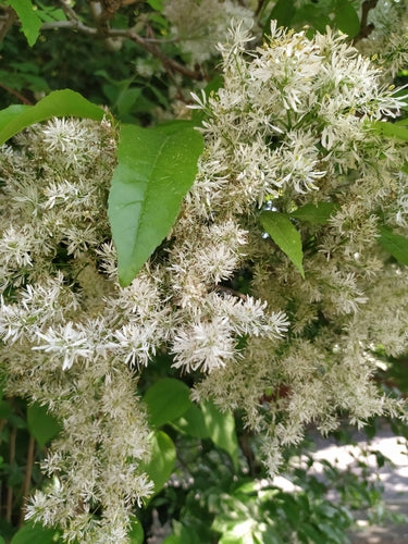 Blumen-Esche — Bild 2