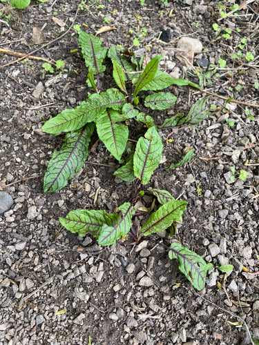 Blutampfer — Bild 5