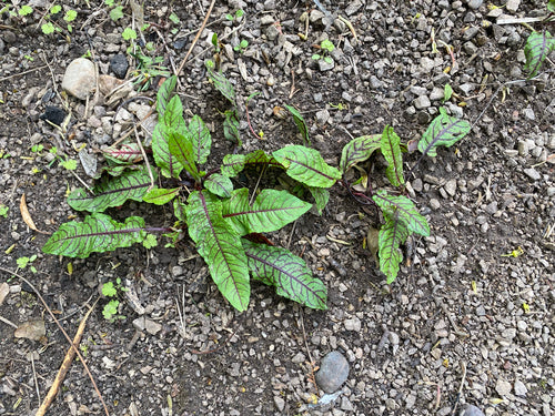 Blutampfer — Bild 4