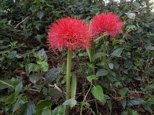 Blutblume — Bild 4