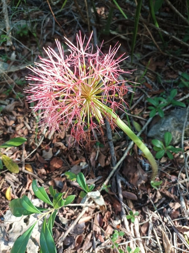 Blutblume — Bild 3