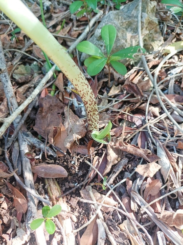 Blutblume — Bild 2