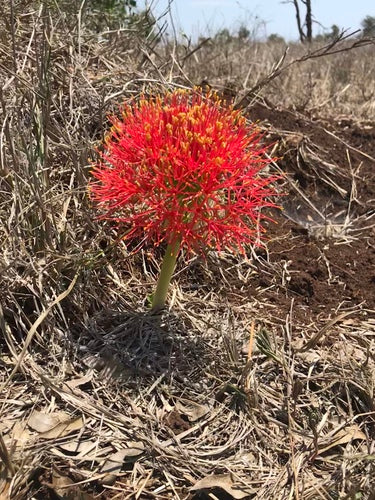 Blutblume — Bild 5