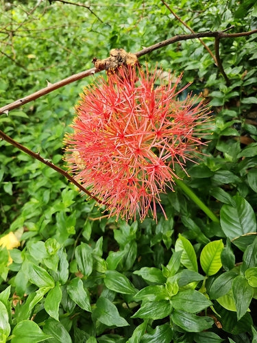Blutblume — Bild 1