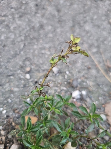 Bohnenkraut — Bild 5