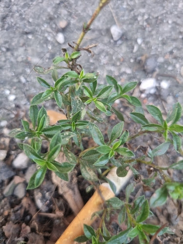 Bohnenkraut — Bild 4